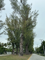 Casuarina