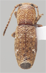 Adetaptera wickhami