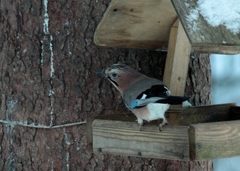 Garrulus glandarius