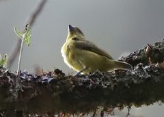 Euphonia laniirostris
