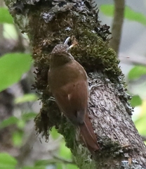 Lepidocolaptes lacrymiger