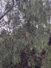 Pitangus sulphuratus