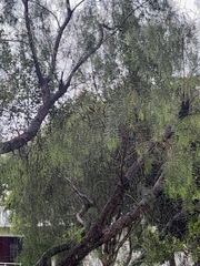 Pitangus sulphuratus