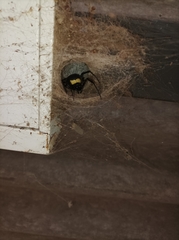 Nephilingis cruentata