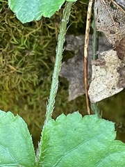 Mitella diphylla