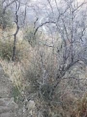 Cercocarpus betuloides