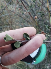 Cercocarpus betuloides