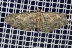 Eupithecia inturbata