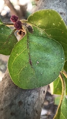Pisonia capitata