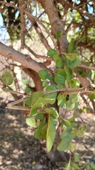 Pisonia capitata
