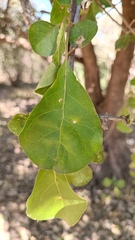 Pisonia capitata
