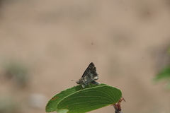 Spialia