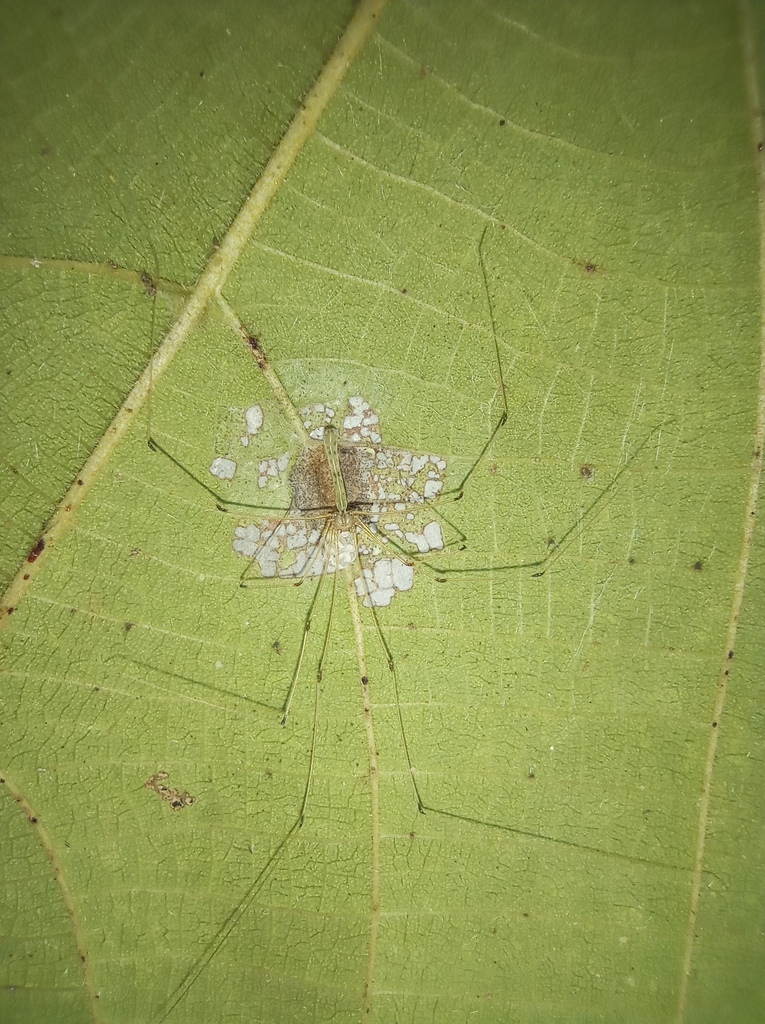 Panjange