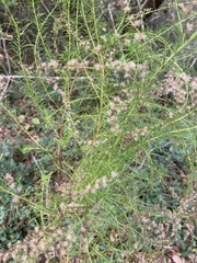 Eupatorium compositifolium