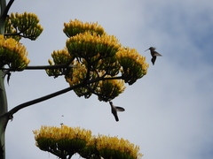 Eugenes fulgens