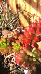 Sedum × rubrotinctum