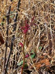 Rose rosette emaravirus