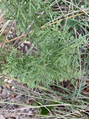 Eupatorium compositifolium