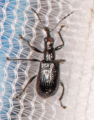 Attelabidae