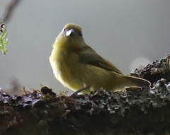 Euphonia laniirostris