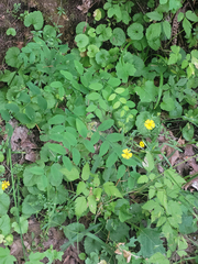 Lathyrus holochlorus