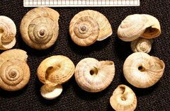 Backeljaia gigaxii
