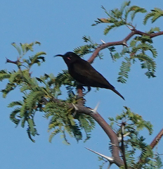 Chalcomitra amethystina