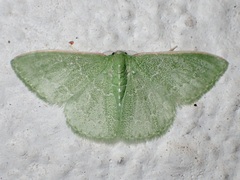 Synchlora