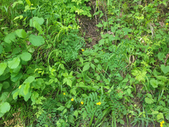 Lathyrus holochlorus