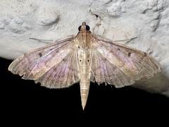 Herpetogramma bipunctalis