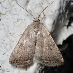 Micrathetis triplex