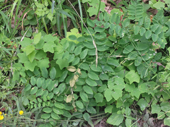 Lathyrus holochlorus