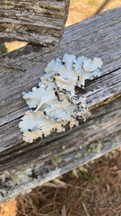 Parmotrema hypotropum