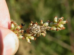 Cyphocleonus dealbatus