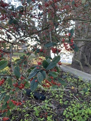 Cotoneaster