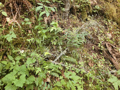 Lathyrus holochlorus