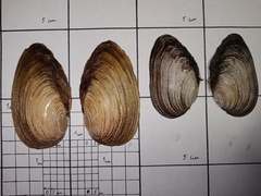 Unionidae