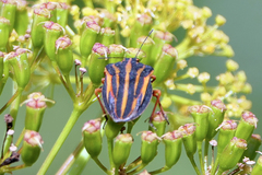 Graphosoma interruptum