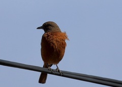 Monticola rupestris