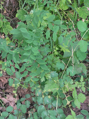 Lathyrus holochlorus