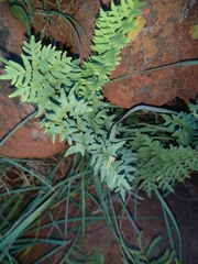 Cheilanthes viridis