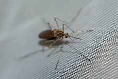 Culiseta longiareolata