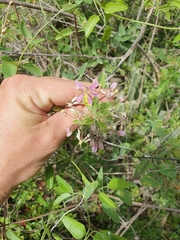 Triaspis glaucophylla