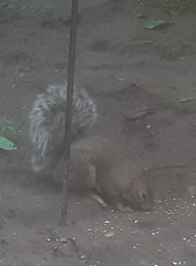 Sciurus carolinensis
