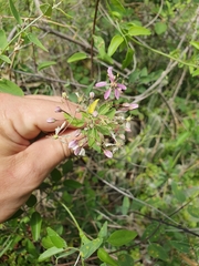 Triaspis glaucophylla