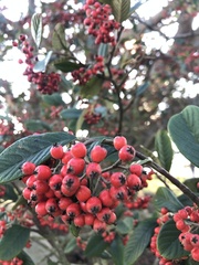Cotoneaster coriaceus