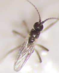 Sciaridae