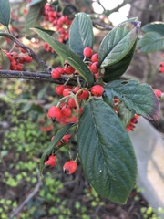 Cotoneaster coriaceus