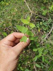 Triaspis glaucophylla