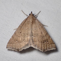 Focillidia texana